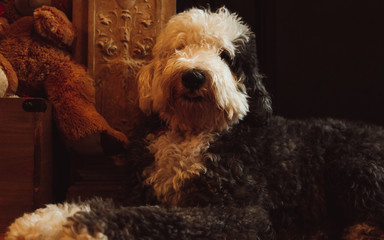 Adorable Sheepadoodle with Teddy Bear