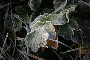feuilles gelées