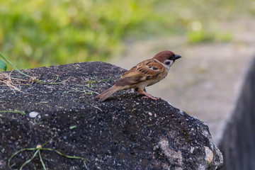 common House sparrow in nature