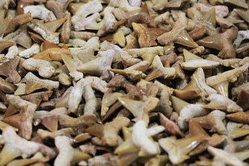 shark teeth fossil collection