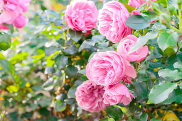 beautiful blooming pink roses in the garden.