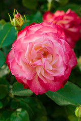 Beautiful roses garden. Close up of blooming pnk rose flower. Soft focus