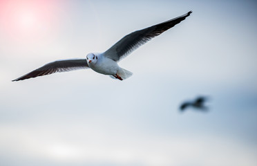 seagull in flight