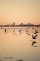 Sea gulls on the beach