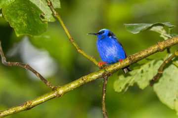 Guit-guit saï (Cyanerpes cyaneus) seen in the rainforest near La Fortuna, Costa Rica