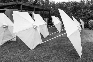 Many opened beach umbrellas laying on green grass of lawn of hotel resort. Black and white colors photography.