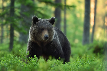 brown bear in forest scenery at summer