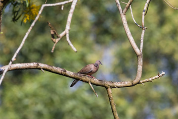 Spotted Dove (Spilopelia chinensis) in malaysia
