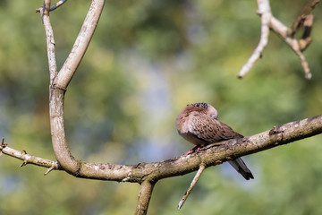 Spotted Dove (Spilopelia chinensis) in malaysia