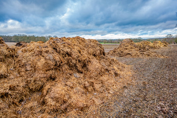Row of manure heaps in an arable field ready for spreading in the countryside of rural Norfolk