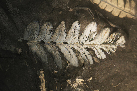 Fern Plant Fossil