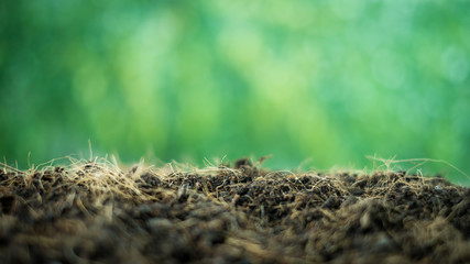 blurred ground and green nature background.  environment concept.Ecology concept.