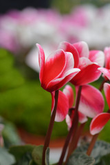 Naklejka premium Persian cyclamen Angel Wings Midi Red