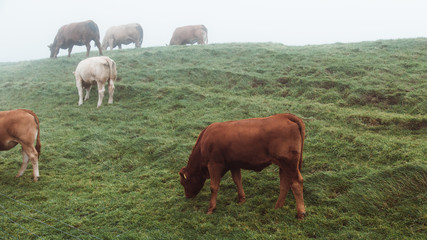 Misty morning graze for cattle in Ireland