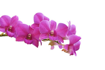 Obraz premium pink orchid isolated on white background