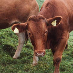 Portrait of Large Healthy Tagged Brown Cow