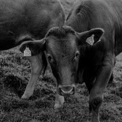 Black & White Closeup of Large Healthy Tagged Brown Cow