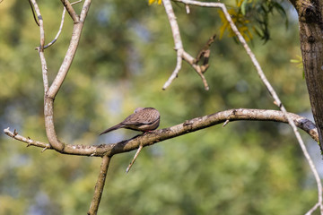 Spotted Dove (Spilopelia chinensis) in malaysia