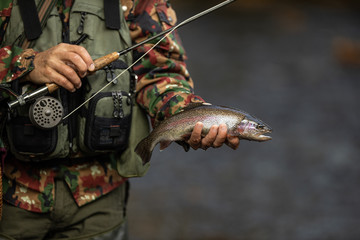 Close-up view of the hands of a fly fisherman holding a lovely trout while  fly fishing on a...