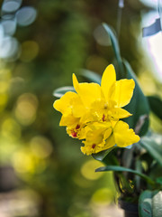 Fototapeta premium Taking photo of the yellow orchids in the garden.