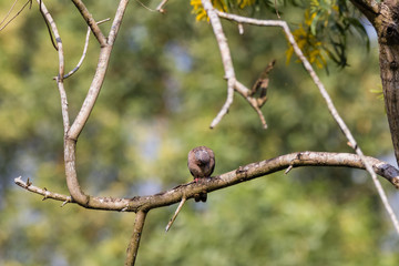 Spotted Dove (Spilopelia chinensis) in malaysia