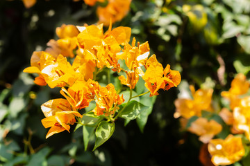 The Colorful Flowers On Sunny