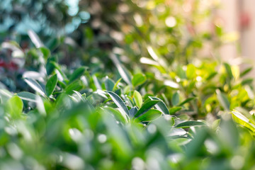 Obraz premium Photo green foliage background.