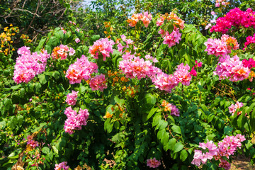 The Colorful Flowers On Sunny