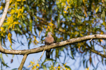 Spotted Dove (Spilopelia chinensis) in malaysia