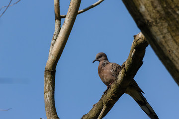 Spotted Dove (Spilopelia chinensis) in malaysia