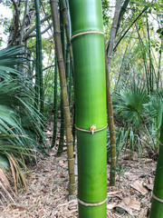 Giant timber bamboo
