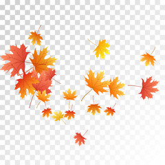 Maple leaves vector illustration, autumn foliage on transparent background.