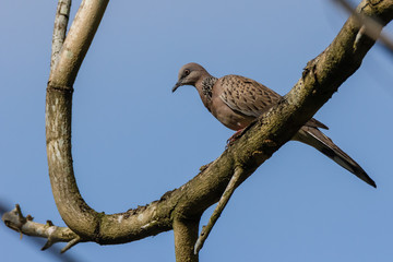 Spotted Dove (Spilopelia chinensis) in malaysia