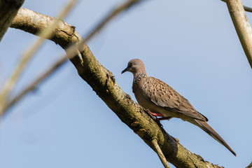 Spotted Dove (Spilopelia chinensis) in malaysia