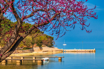 Obraz premium Green lagoon sea bay in Porec, a blossoming tree in a foreground, Croatia - Istria, Europe.