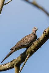 Spotted Dove (Spilopelia chinensis) in malaysia
