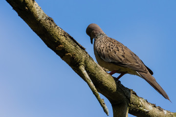 Spotted Dove (Spilopelia chinensis) in malaysia