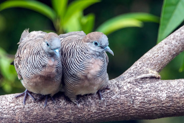 Ground doves
