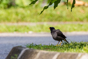 Common Myna (Acridotheres tristis tristis) in nature
