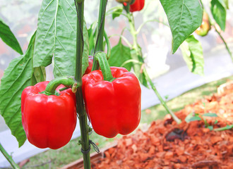 Fresh red bell peppers or capsicum annuum hanging on tree in organic nature vegetable farm greenhouse background - Powered by Adobe