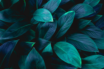 closeup nature view of green leaf in garden, dark wallpaper concept, nature background, tropical leaf