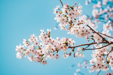 満開の桜　晴天