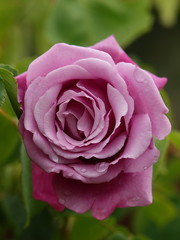 雨滴が滴る紫のバラ