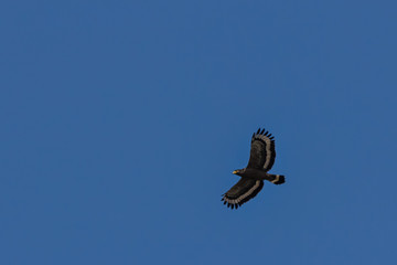 Serpent Eagle soaring in the blue sky