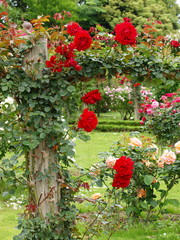 Fototapeta na wymiar 赤いバラに覆われたアーチ