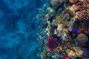 Naklejka na ściany i meble coral reef in Red Sea