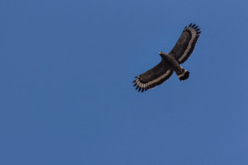 Serpent Eagle soaring in the blue sky