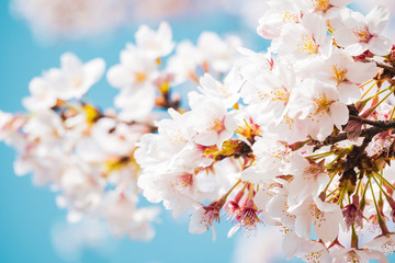 満開の桜　晴天