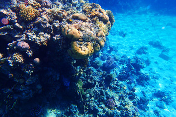 coral reef in Red Sea