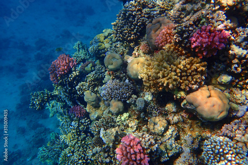 A shallow coral reef in the Red Sea